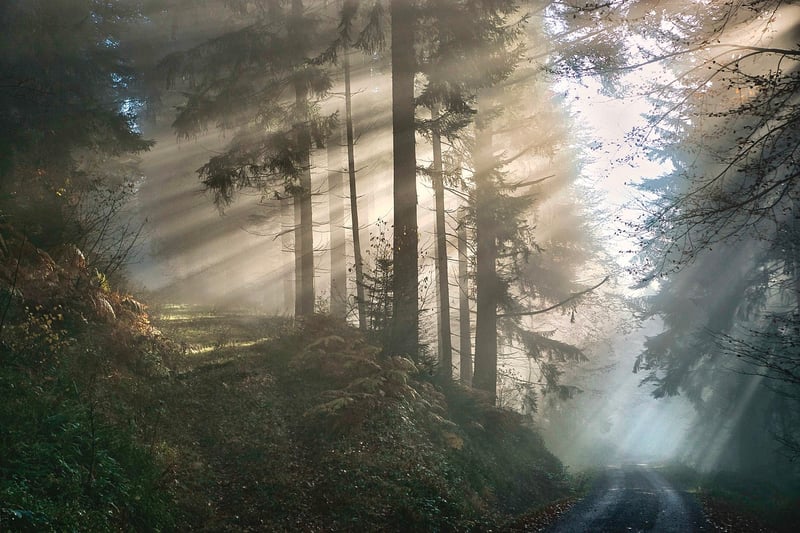 Black Forest, Germany